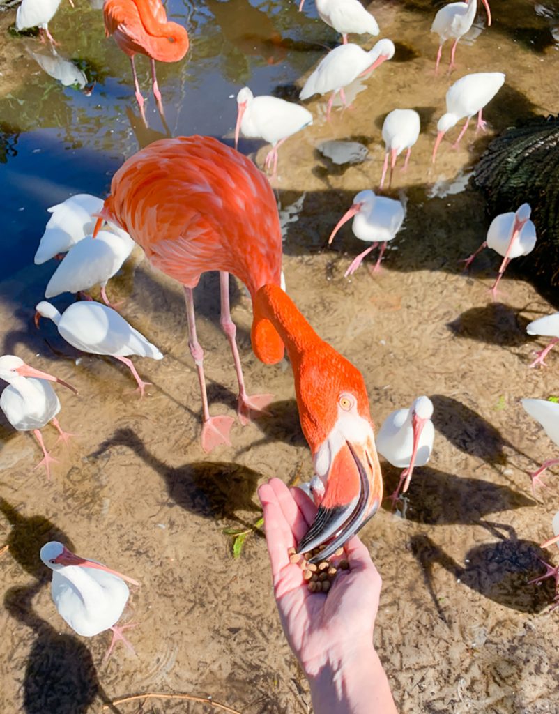 Feeding Flamingos at Everglades Wonder Gardens